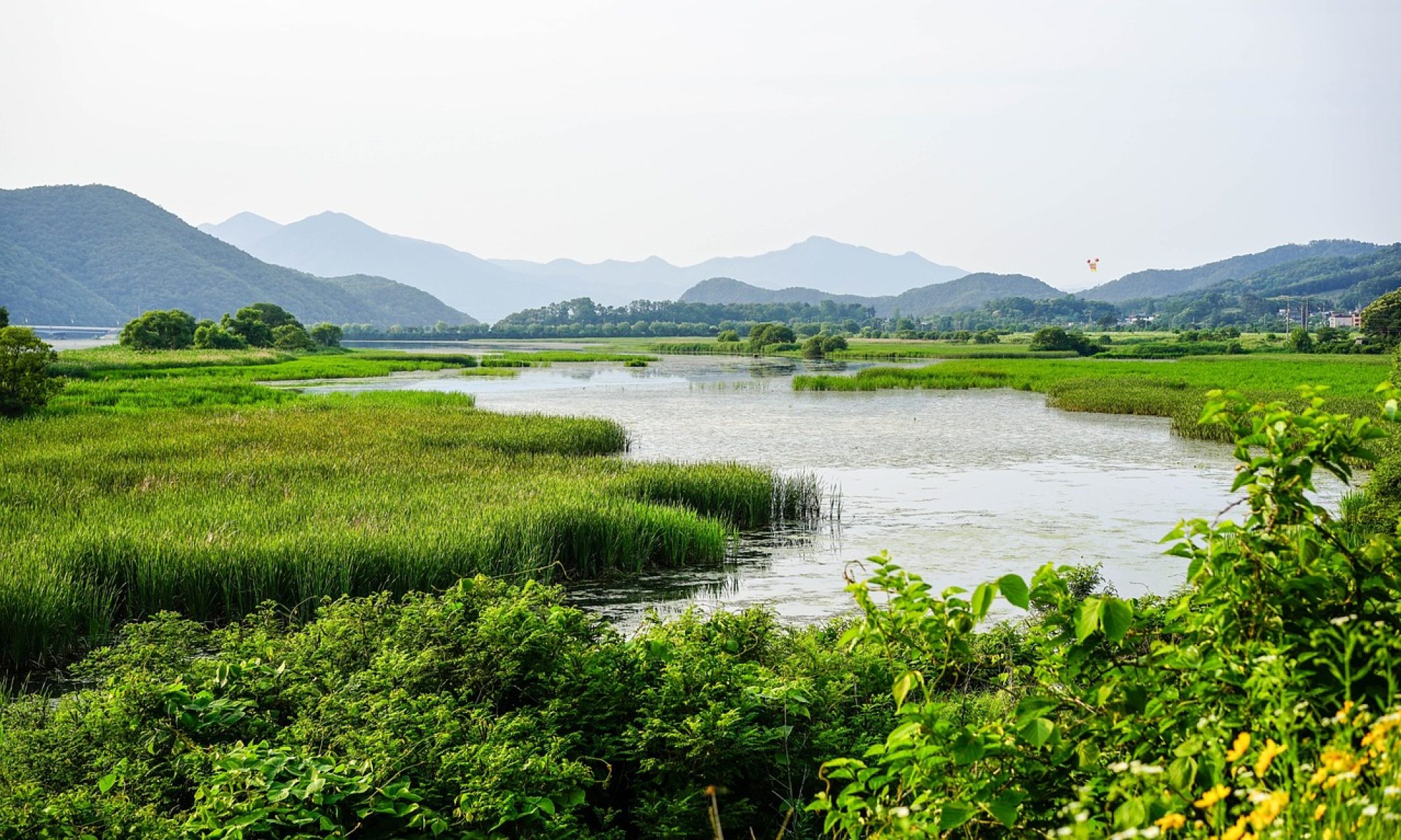 wetland